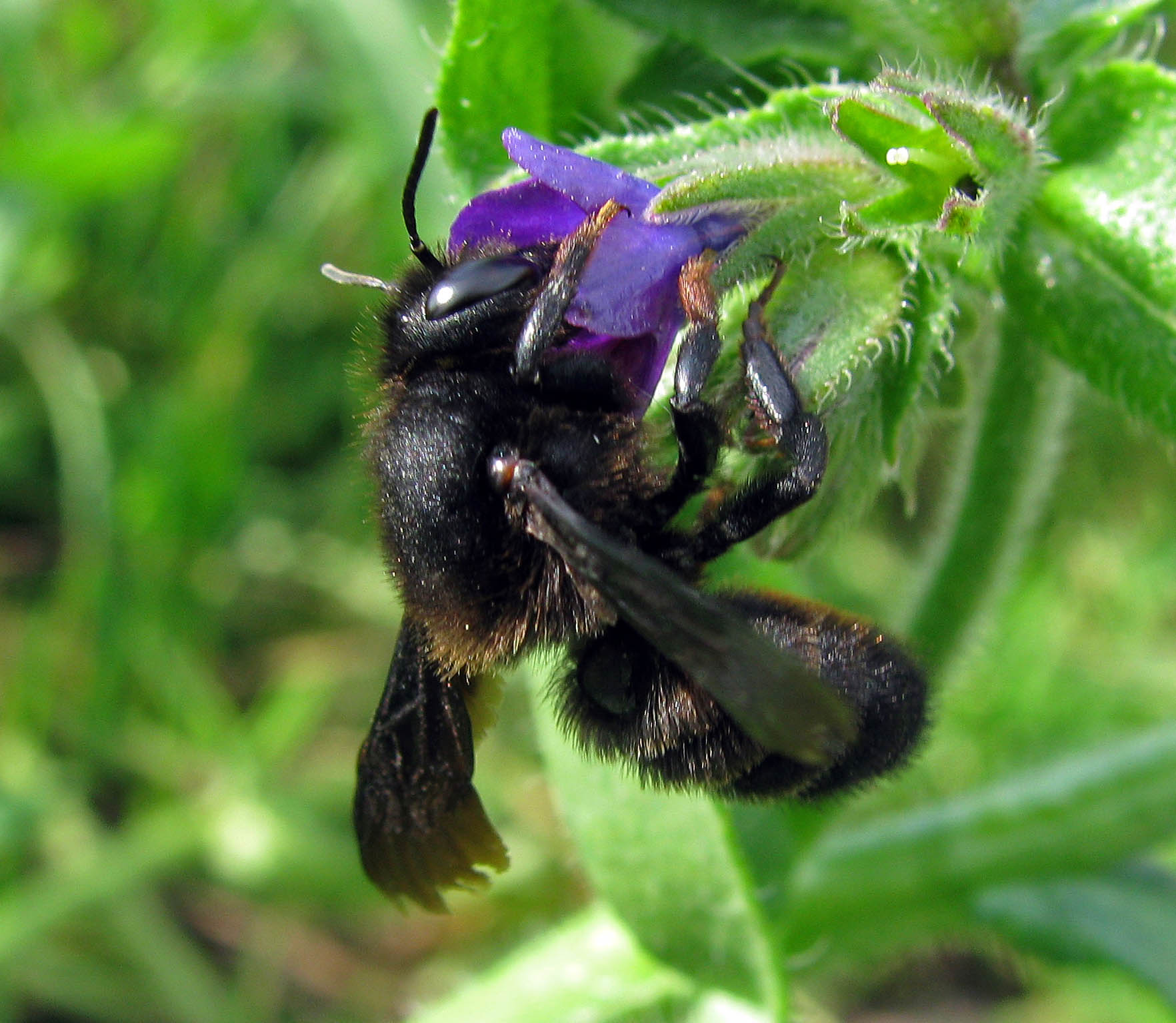 Chalicodoma parietina, femmina (Apidae Megachilinae)